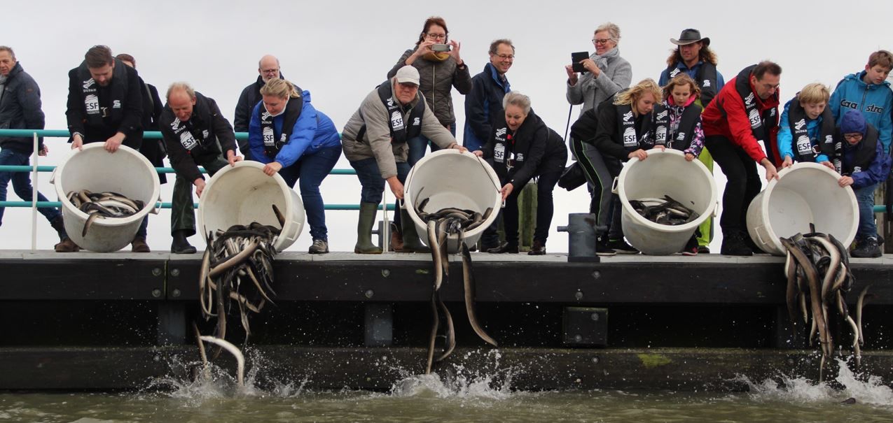 Paling Over De Dijk